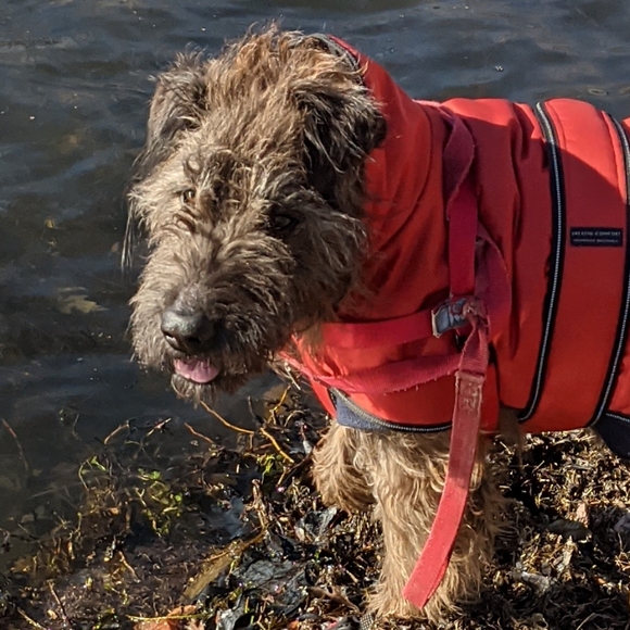 Brownie's Crystal SALE 💎 HELPING OFFSET VET Bills 1year anniversary SHOW - Picture 13 of 13